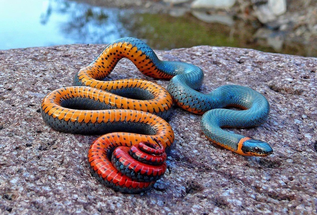 Змея.jpg